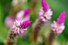 Sri Lanka : fleurs 