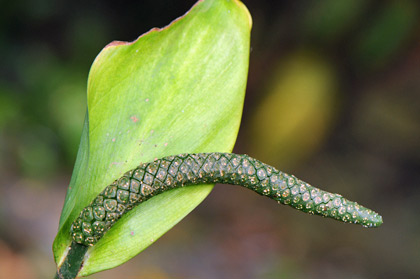 fleurs du Sri Lanka