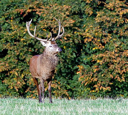 cerf en automne