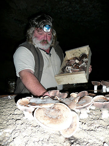 Juanito et ses champignons