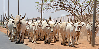 troupeau sénégal