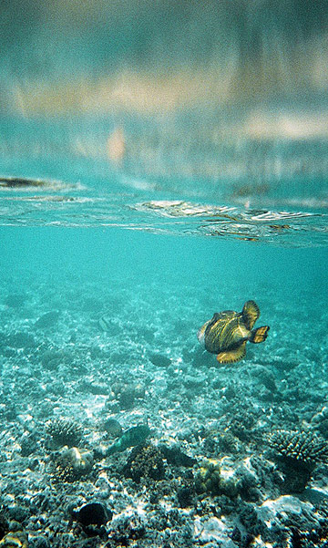 photo sous marine aux Maldives dans l'océan indien