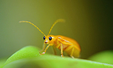 insecte sri lanka