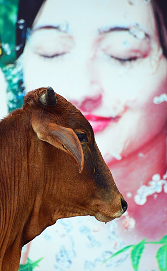 Vache en Inde